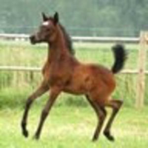 Meet your Posher, Mia